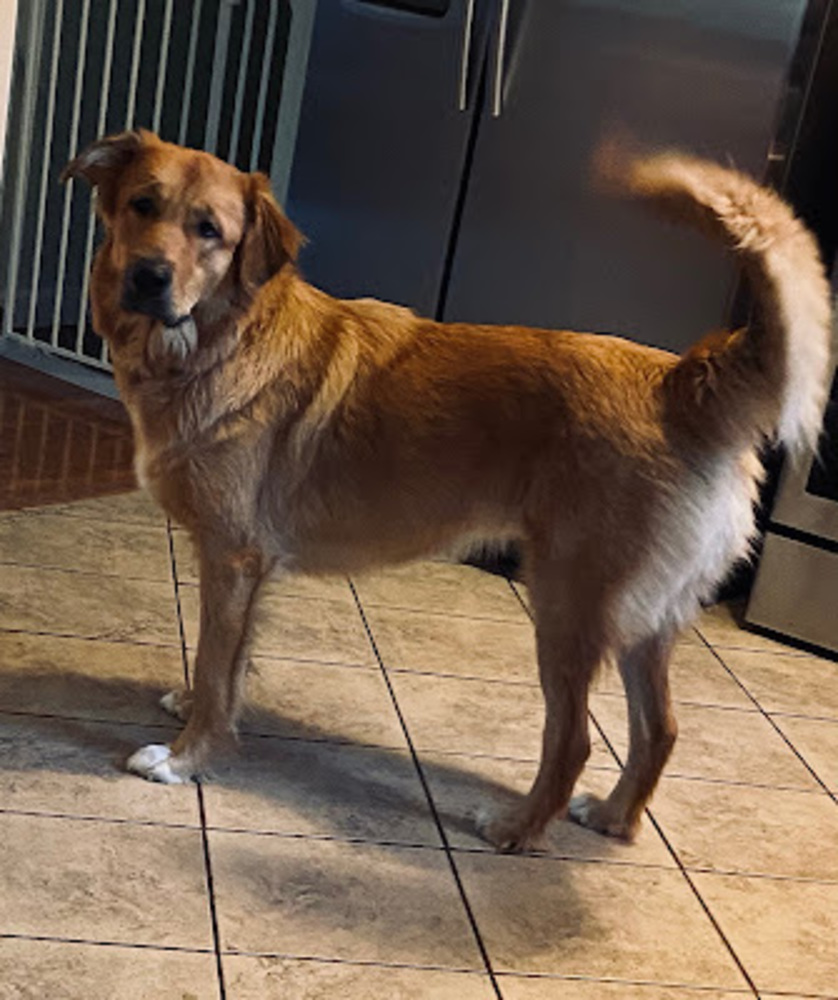 Meet your Posher, Sammy